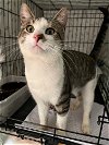 adoptable Cat in , MI named Penner