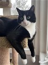 adoptable Cat in sewell, NJ named Cashew