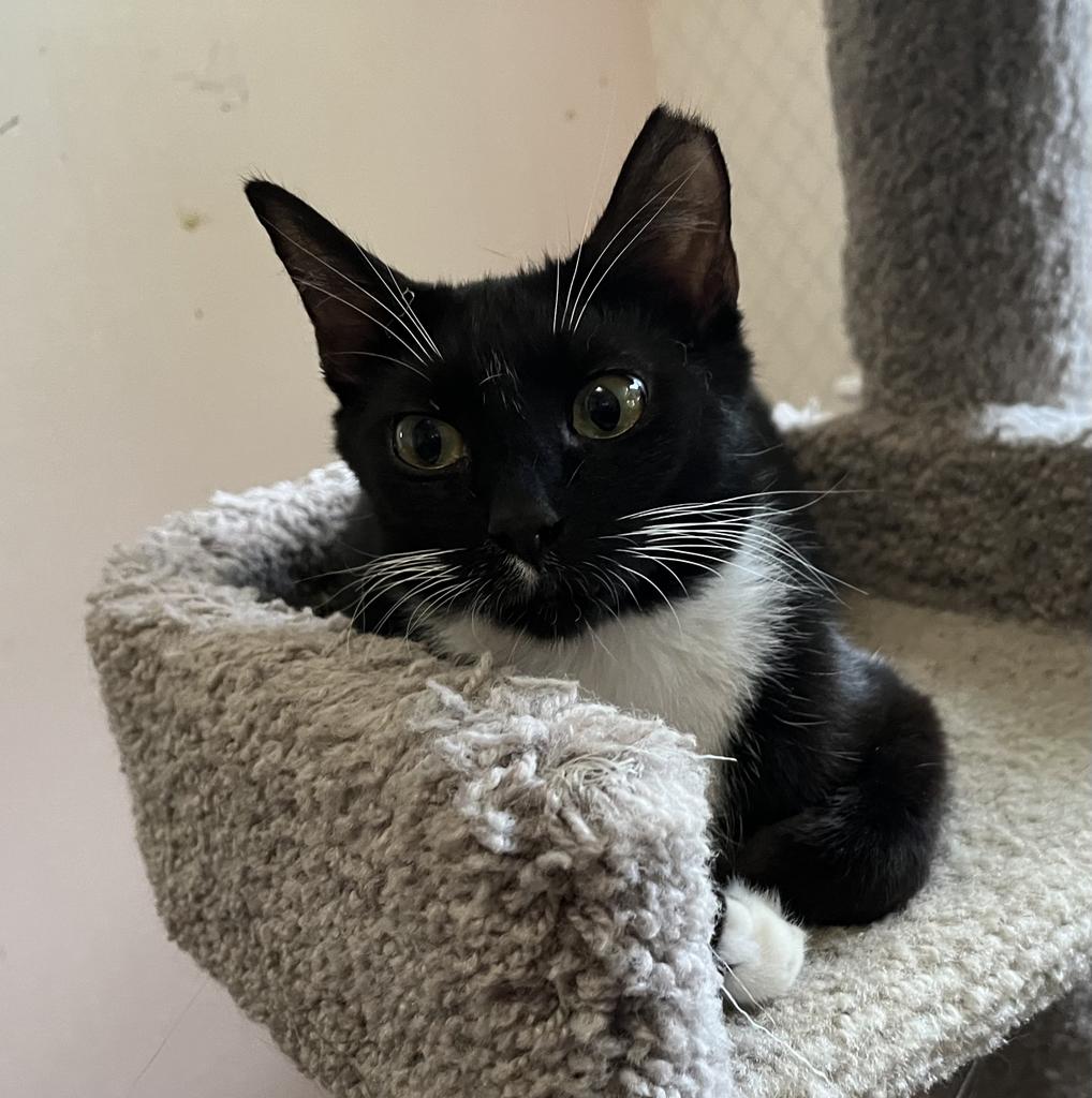 adoptable Cat in Sewell, NJ named Gwendoline