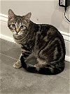 adoptable Cat in sewell, NJ named Kira