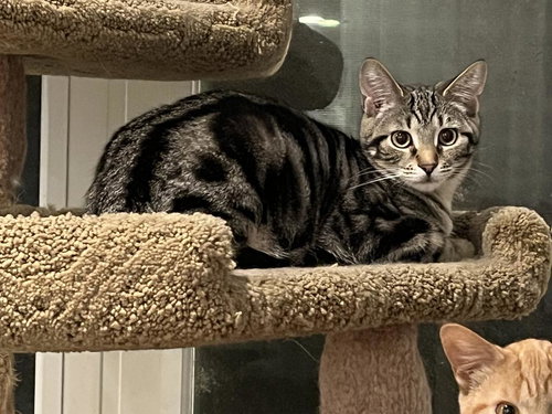 KIRA - Domestic Short Hair available for adoption