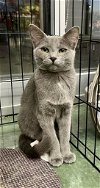 adoptable Cat in sewell, NJ named Erin