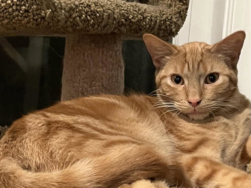 JESTER AND JASPER - Domestic Short Hair available for adoption