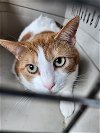 adoptable Cat in sewell, NJ named Cheese-it