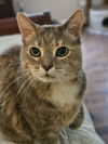 adoptable Cat in sewell, NJ named Sophia Loren - courtesy post