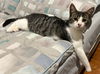 adoptable Cat in Sewell, NJ named Nelson