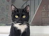 adoptable Cat in Sewell, NJ named Tate