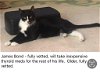 adoptable Cat in , NJ named James Bond