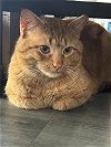 adoptable Cat in sewell, NJ named George