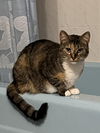 adoptable Cat in sewell, NJ named Daisy