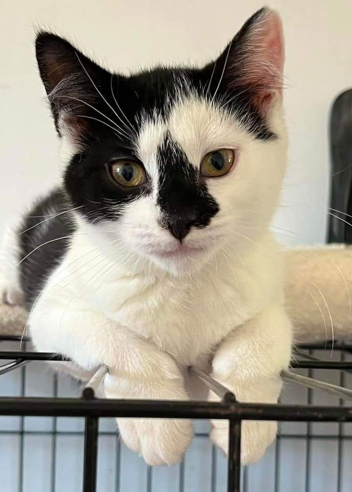 adoptable Cat in Sewell, NJ named Patches