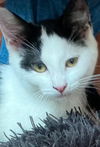 adoptable Cat in Sewell, NJ named Dottie