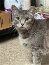 adoptable Cat in  named Tiger Lily