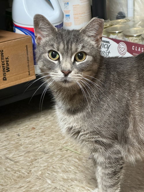 picture of the cat needing adoption
