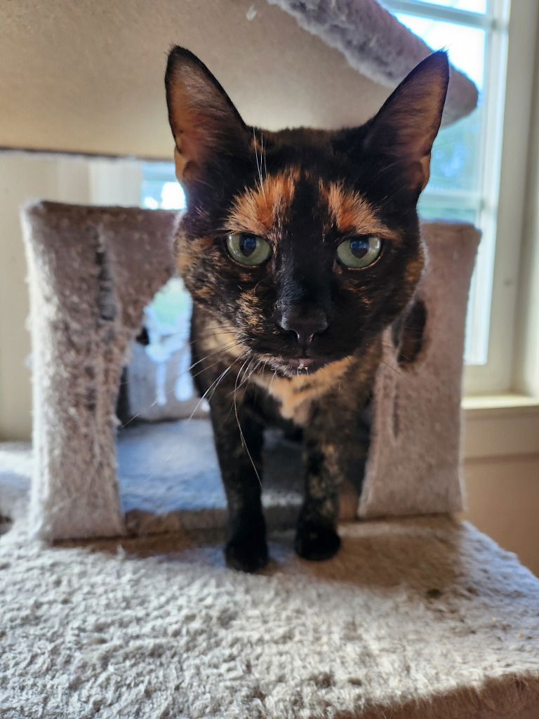 adoptable Cat in Sewell, NJ named Frida Mae Kahlo (Frida )