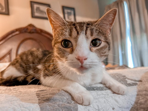 picture of the cat needing adoption
