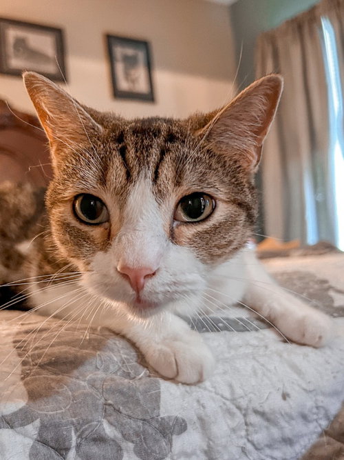PHILLY GIRL - Domestic Short Hair available for adoption
