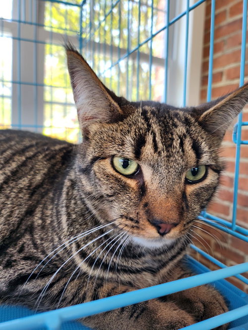 ROWAN - Domestic Short Hair available for adoption
