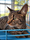 Rowan - Photo 4
