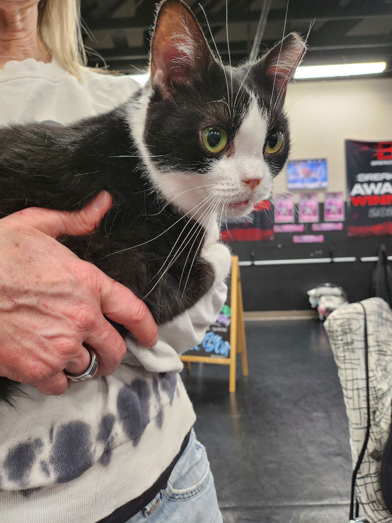 adoptable Cat in Sewell, NJ named Fiona