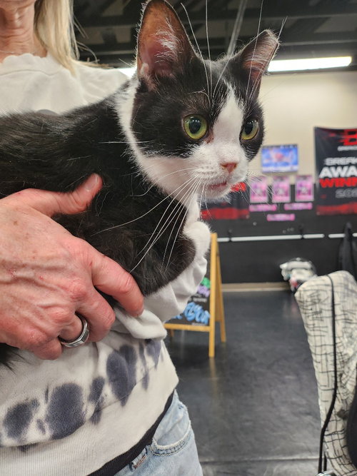 FIONA - Domestic Short Hair available for adoption