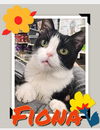 adoptable Cat in Sewell, NJ named Fiona