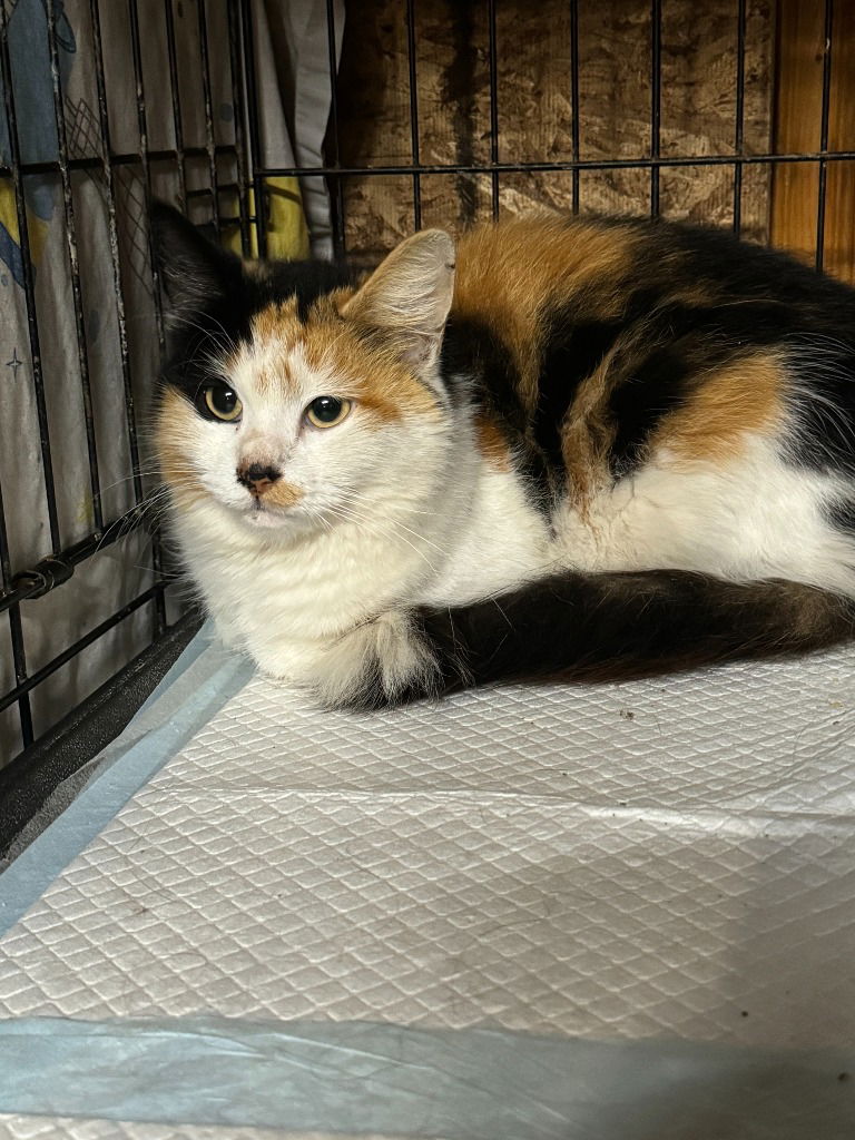 adoptable Cat in Sewell, NJ named Stella