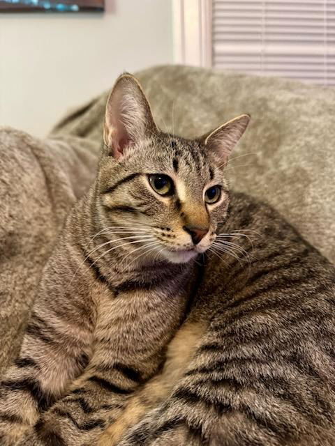 picture of the cat needing adoption