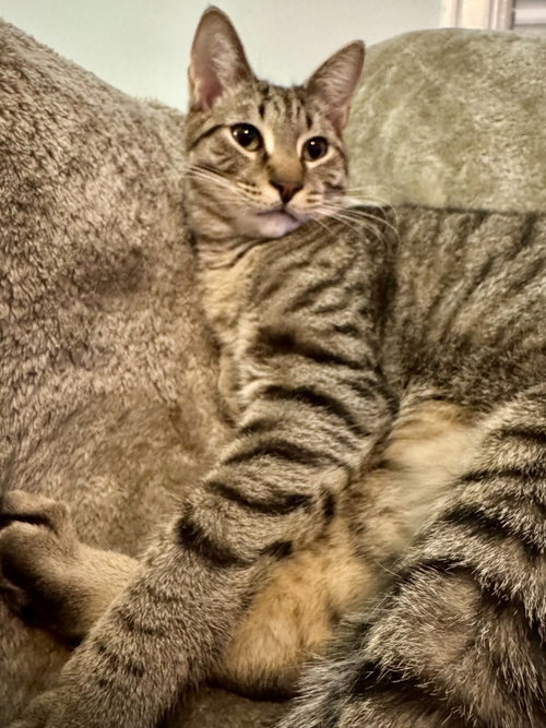 ATLAS - Domestic Short Hair available for adoption