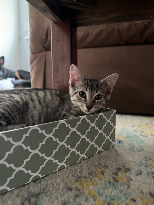 Atlas, an adoptable Domestic Short Hair in Sewell, NJ