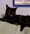 Amelia - Photo 2