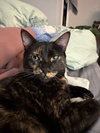 Amelia - Photo 3