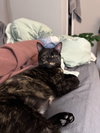 Amelia - Photo 4