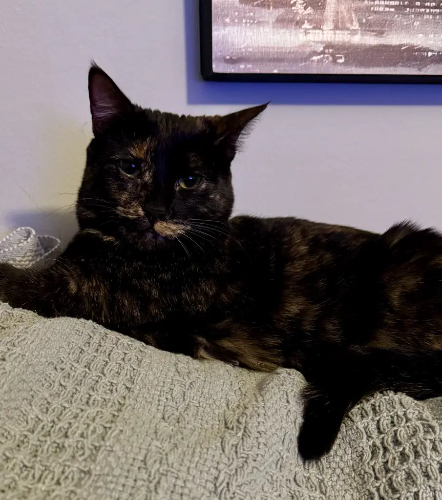 Amelia - Domestic Short Hair
