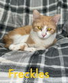 adoptable Cat in Sewell, NJ named Freckles