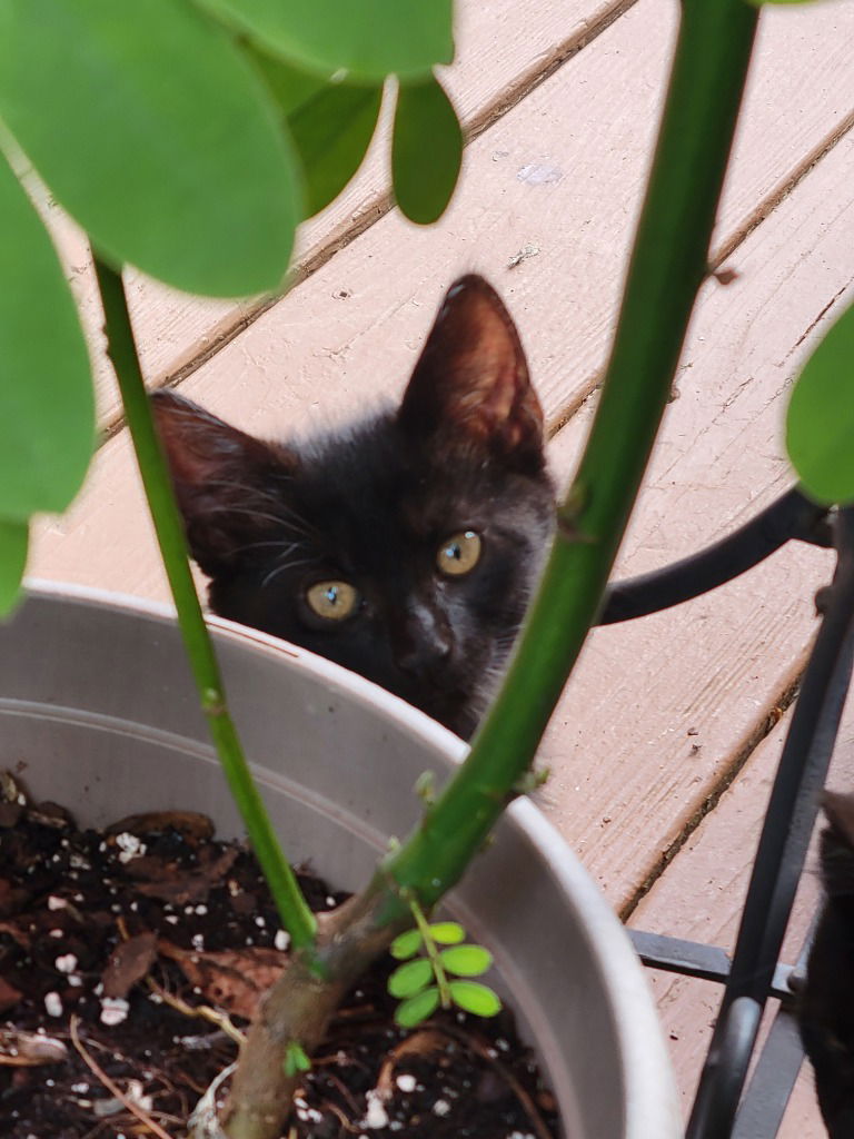 adoptable Cat in Sewell, NJ named Sugar