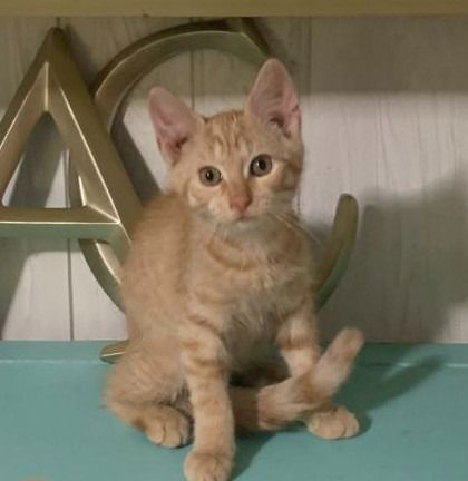 adoptable Cat in Sewell, NJ named Cheddar