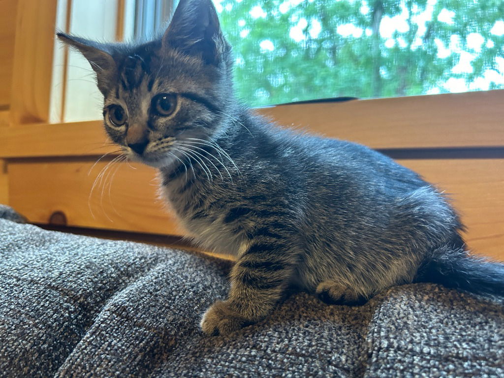 adoptable Cat in Sewell, NJ named Pebbles