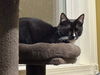 adoptable Cat in sewell, NJ named Penguin