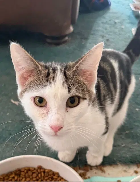 Sterling - Domestic Short Hair