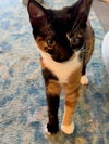 adoptable Cat in Sewell, NJ named Suzy Q