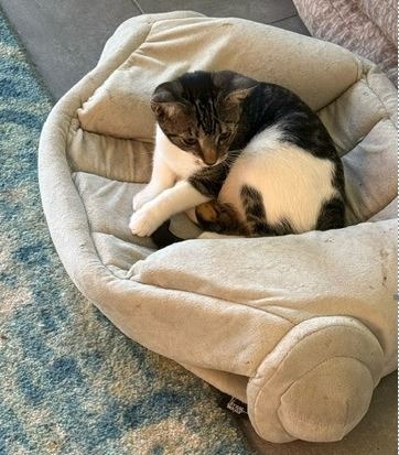 SPARKY - Domestic Short Hair available for adoption