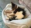 Sparky - Photo 4