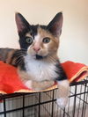 adoptable Cat in Sewell, NJ named Clawdeen