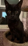 adoptable Cat in Sewell, NJ named Henry