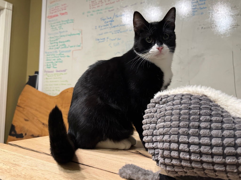 adoptable Cat in Sewell, NJ named Batman