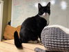adoptable Cat in sewell, NJ named Batman