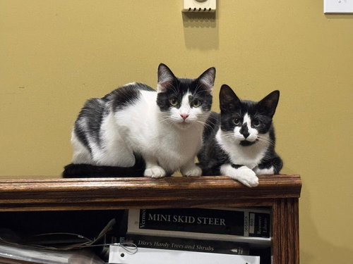 picture of the cat needing adoption
