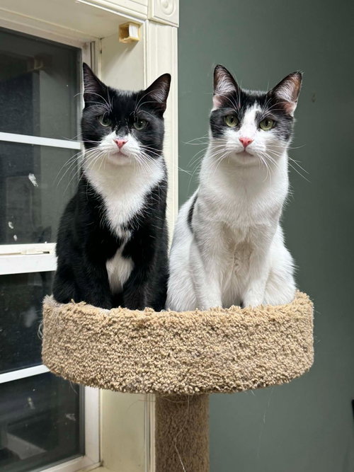 ROBIN - Domestic Short Hair available for adoption