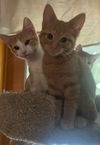 adoptable Cat in sewell, NJ named Carrot